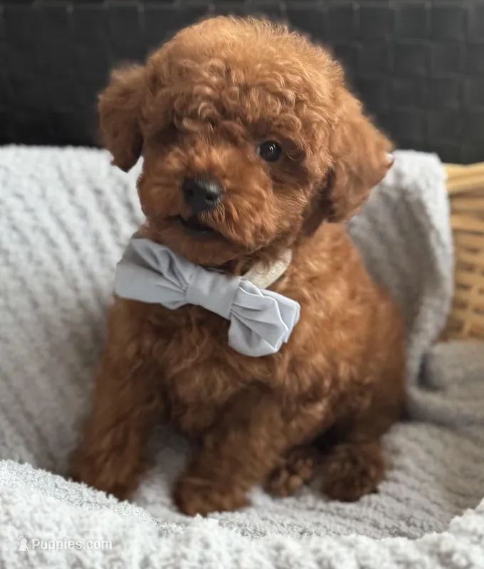 Louie – Poodle - Toy  puppy for sale in Monee, IL