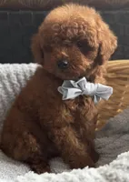 Louie, a male Poodle - Toy  for sale in Monee, IL – Photo 2 of 4