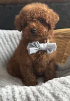 Louie, a male Poodle - Toy  for sale in Monee, IL – Photo 4 of 4