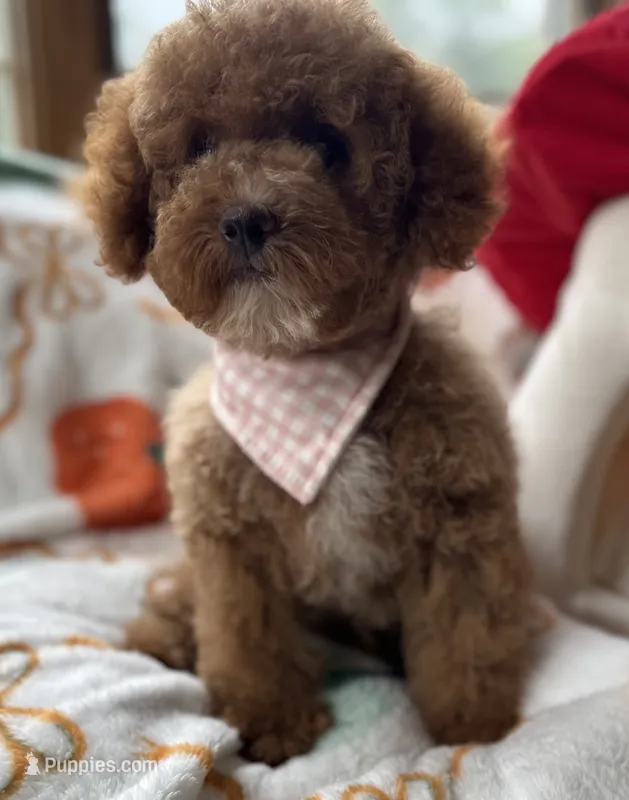 Pico Toy – Poodle - Toy  puppy for sale in Monee, IL