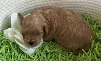 Kashmir, a male Cavapoo and Poodle - Toy  for sale in Monee, IL – 2 of 5