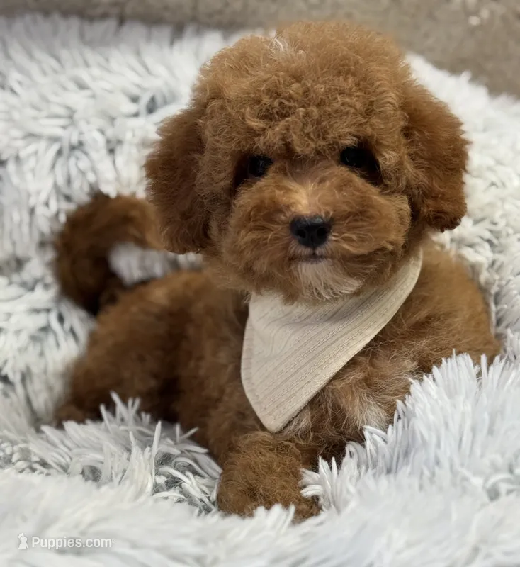Pierre – Poodle - Toy , Miniature Goldendoodle puppy for sale in Monee, IL