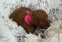 Pippa, a female Poodle - Toy  and Miniature Goldendoodle for sale in Monee, IL – 5 of 5