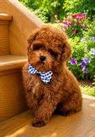 Tiny Mochi AKC, a male Poodle - Toy  for sale in Monee, IL – 1 of 7