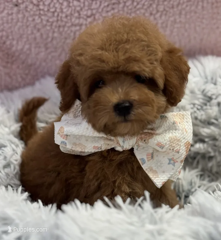 Pixie – Poodle - Toy , Miniature Goldendoodle puppy for sale in Monee, IL