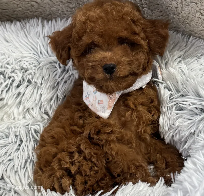 Rocket – Cavapoo, Poodle - Toy  puppy for sale in Monee, IL