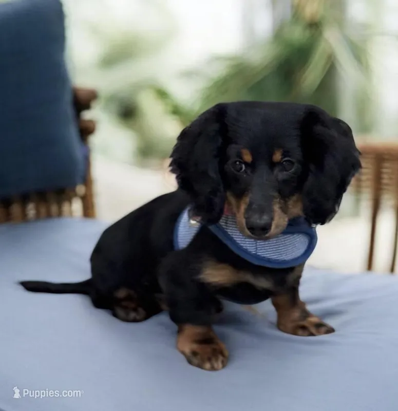 Jager AKC – Miniature Dachshund puppy for sale in Monee, IL