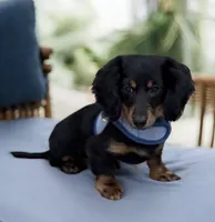 Jager AKC, a male Miniature Dachshund for sale in Monee, IL – Photo 3 of 5