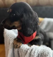 Jager AKC, a male Miniature Dachshund for sale in Monee, IL – Photo 4 of 5