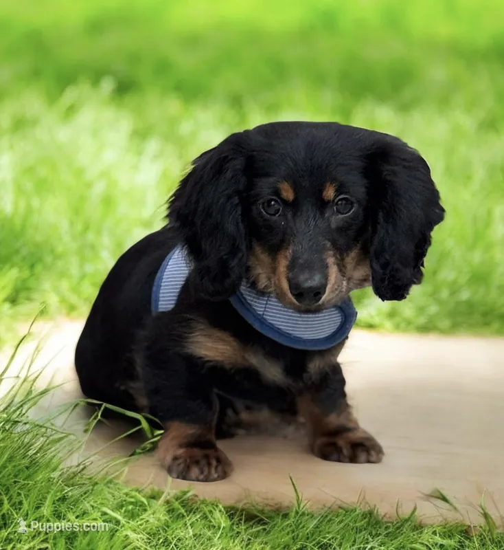 Jager AKC – Miniature Dachshund puppy for sale in Monee, IL