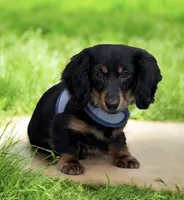 Jager AKC, a male Miniature Dachshund for sale in Monee, IL – Photo 1 of 5