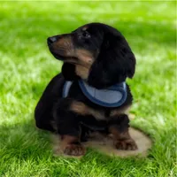 Jager AKC, a male Miniature Dachshund for sale in Monee, IL – Photo 4 of 5