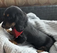 Jager AKC, a male Miniature Dachshund for sale in Monee, IL – Photo 5 of 5