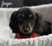 Jager AKC, a male Miniature Dachshund for sale in Monee, IL – Photo 1 of 5