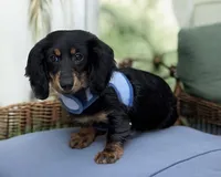 Jager AKC, a male Miniature Dachshund for sale in Monee, IL – Photo 2 of 5