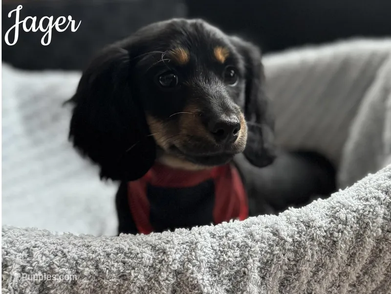 Jager AKC – Miniature Dachshund puppy for sale in Monee, IL