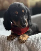 Jager AKC, a male Miniature Dachshund for sale in Monee, IL – Photo 3 of 5