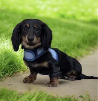 Jager AKC, a male Miniature Dachshund for sale in Monee, IL – Photo 5 of 5