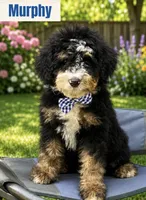 Murphy , a male Poodle - Miniature  and Miniature Bernedoodle for sale in Monee, IL – 1 of 4