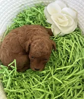 Kale, a male Cavapoo and Poodle - Toy  for sale in Monee, IL – 4 of 5