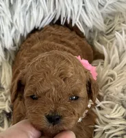 Pixie, a female Poodle - Toy  and Miniature Goldendoodle for sale in Monee, IL – 2 of 5