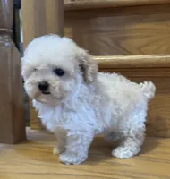 Scooter Teacup, a male Poodle - Toy  for sale in Monee, IL – 3 of 6