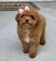 Lilly AKC, a female Poodle - Toy  for sale in Monee, IL – 1 of 5