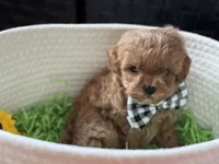 Kashmir Tiny, a male Cavapoo and Poodle - Toy  for sale in Monee, IL – 4 of 5