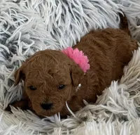 Pixie, a female Poodle - Toy  and Miniature Goldendoodle for sale in Monee, IL – 1 of 5