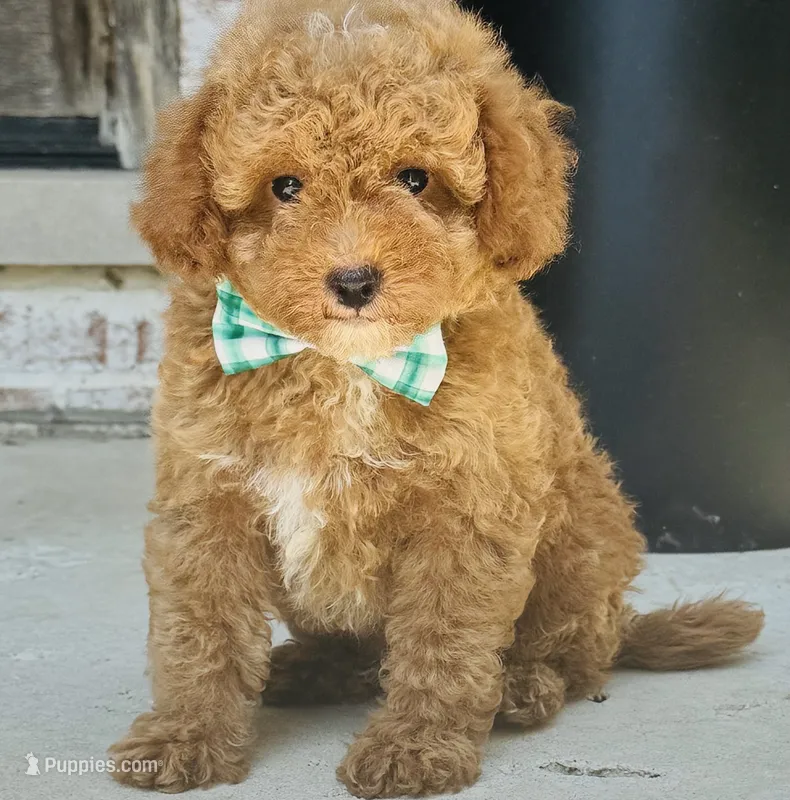 Piper – Poodle - Toy , Miniature Goldendoodle puppy for sale in Monee, IL