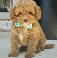 Pierre, a male Poodle - Toy  and Miniature Goldendoodle for sale in Monee, IL – 2 of 5