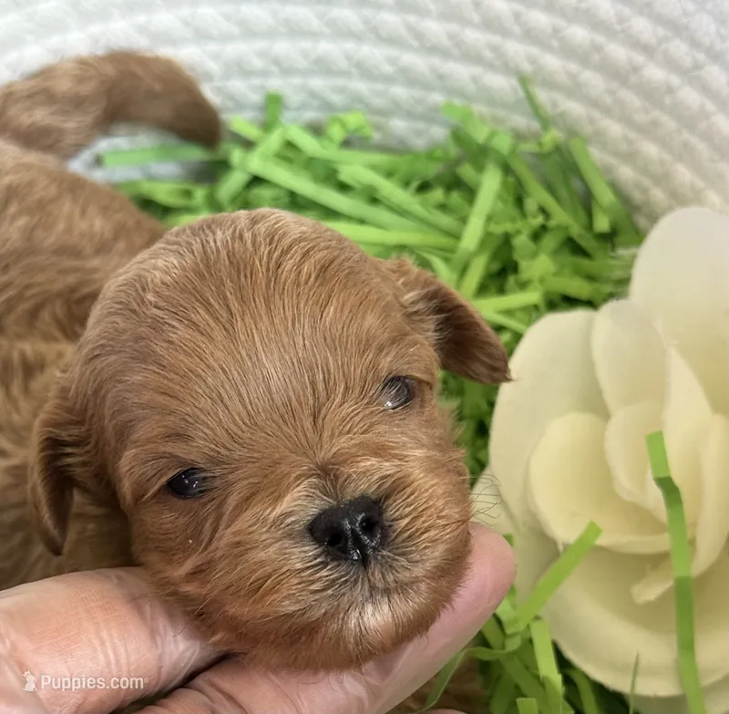 Kashmir – Cavapoo, Poodle - Toy  puppy for sale in Monee, IL