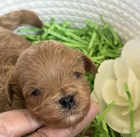 Kashmir, a male Cavapoo and Poodle - Toy  for sale in Monee, IL – 1 of 5