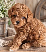 Tulip AKC, a female Poodle - Toy  for sale in Monee, IL – 3 of 4