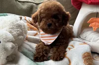 Rocket, a male Cavapoo and Poodle - Toy  for sale in Monee, IL – 1 of 6