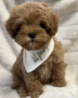 Romeo Tiny, a male Cavapoo and Poodle - Toy  for sale in Monee, IL – 3 of 4