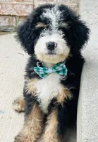 Hugo, a male Miniature Bernedoodle for sale in Monee, IL – 5 of 5