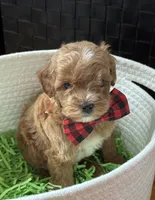 Klover Tiny, a male Cavapoo and Poodle - Toy  for sale in Monee, IL – 2 of 6