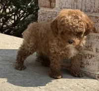 Pico , a male Poodle - Toy  for sale in Monee, IL – 6 of 6