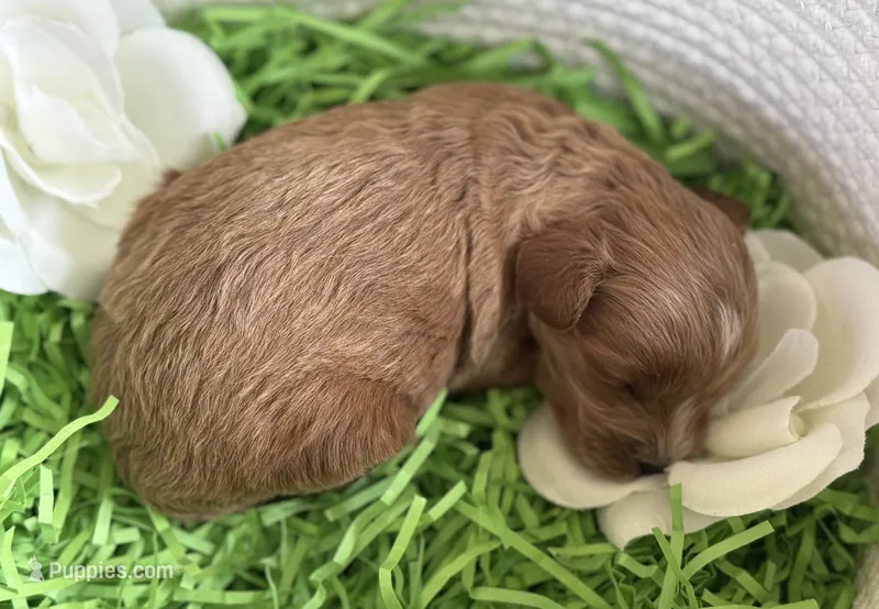 Klover – Cavapoo, Poodle - Toy  puppy for sale in Monee, IL
