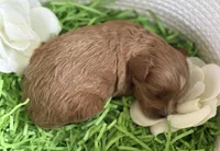 Klover, a male Cavapoo and Poodle - Toy  for sale in Monee, IL – 4 of 4