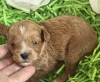 Klover, a male Cavapoo and Poodle - Toy  for sale in Monee, IL – 2 of 4