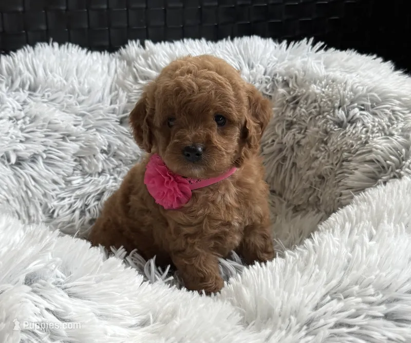 Kara – Cavapoo, Poodle - Toy  puppy for sale in Monee, IL