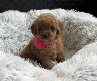 Kara, a female Cavapoo and Poodle - Toy  for sale in Monee, IL – 1 of 6