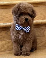 Tiny Mochi AKC, a male Poodle - Toy  for sale in Monee, IL – 6 of 7