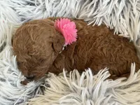 Pixie, a female Poodle - Toy  and Miniature Goldendoodle for sale in Monee, IL – 3 of 5