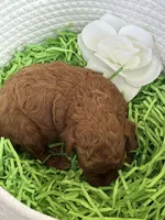 Kale, a male Cavapoo and Poodle - Toy  for sale in Monee, IL – 5 of 5