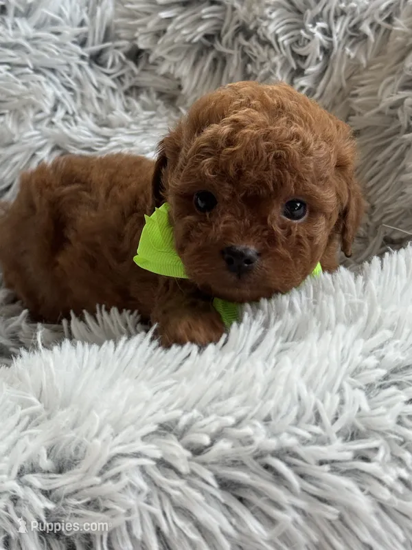 Kale – Cavapoo, Poodle - Toy  puppy for sale in Monee, IL