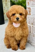 Ava AKC, a female Poodle - Toy  for sale in Monee, IL – 1 of 4