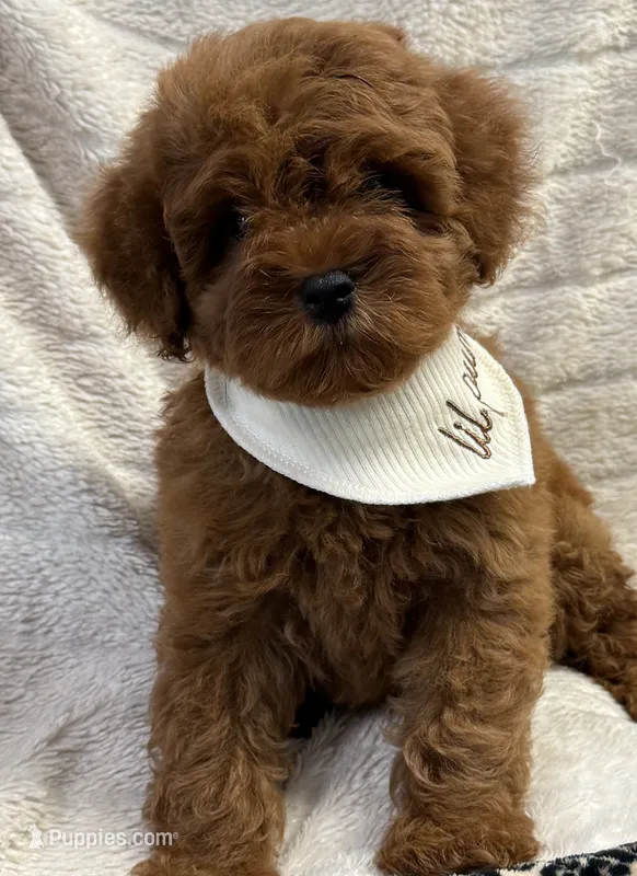 Rio – Cavapoo, Poodle - Toy  puppy for sale in Monee, IL